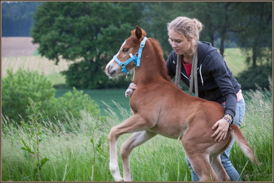 Asbach Fohlenshow 2014 060